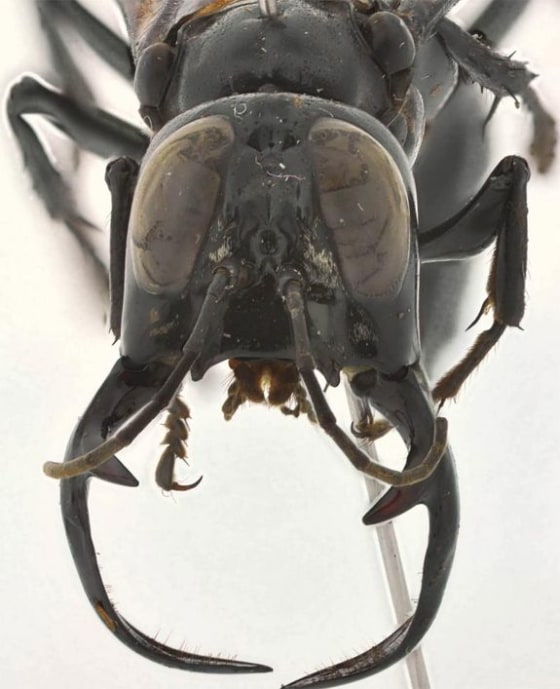 Image: Giant jaws of warrior wasp